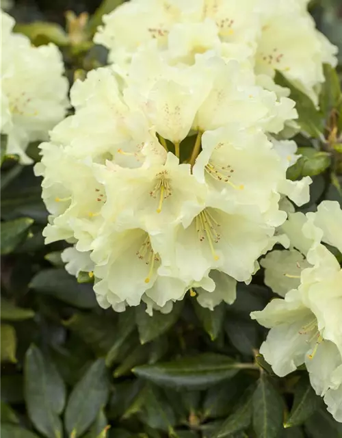 Rhododendron 'Goldkrone'®