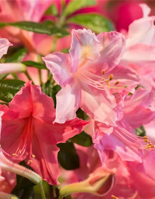 Rhododendron 'Jolie Madame'