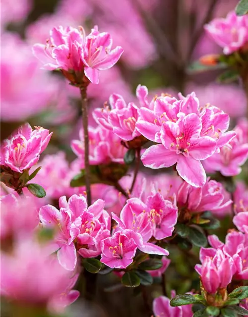 Rhododendron obtusum 'Kermesina Rose'