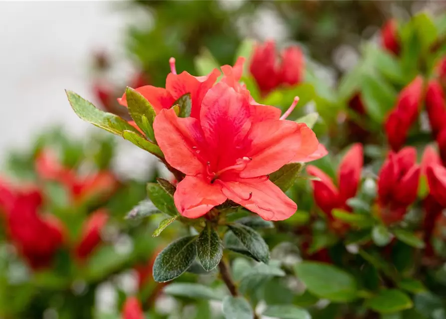 Rhododendron obtusum 'Juliette'®