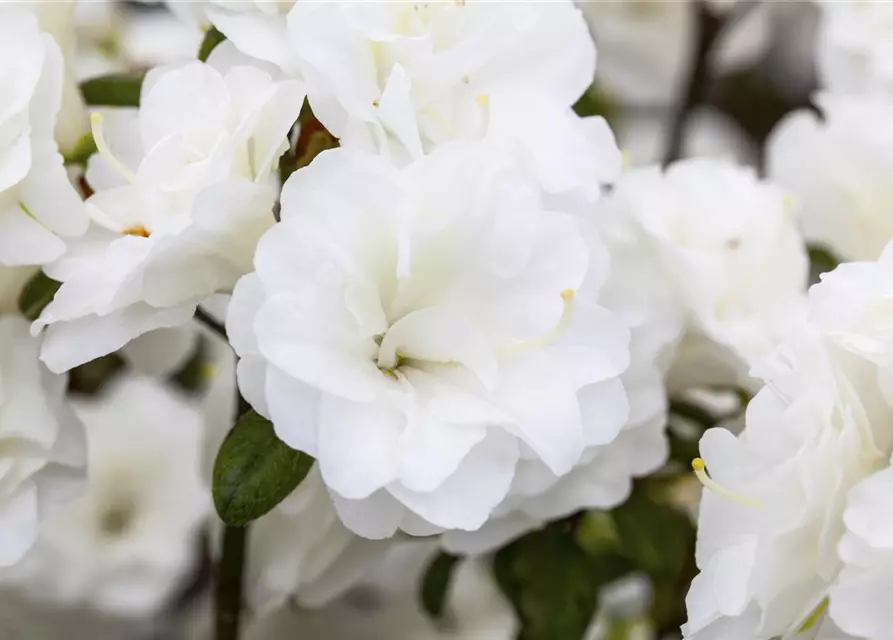 Rhododendron obtusum 'Schneeperle'®