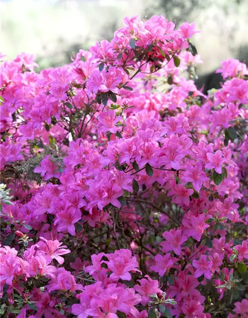 Rhododendron obtusum 'Kermesina'