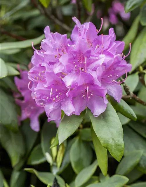 Catawba-Rhododendron 'Grandiflorum'