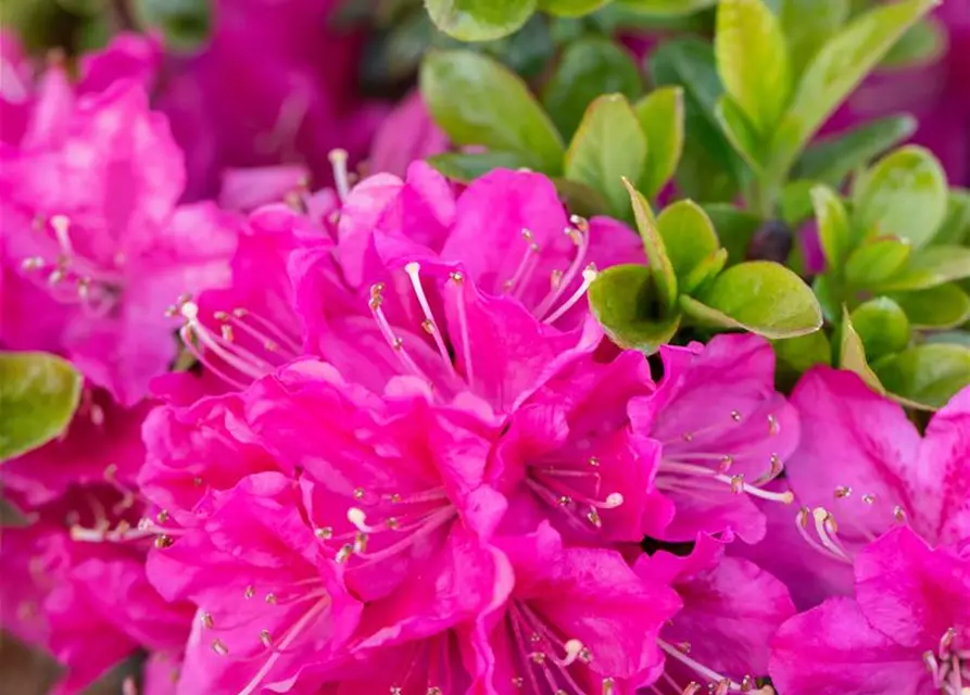 Rhododendron obtusum 'Kermesina'
