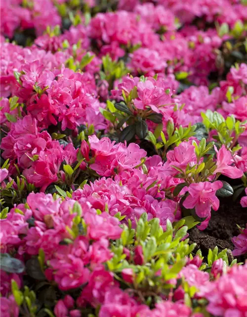 Rhododendron obtusum 'Canzonetta'