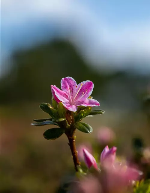 Rhododendron obtusum 'Kermesina Rose'