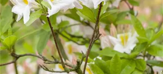 Sommergrüne Azalee 'Persil'