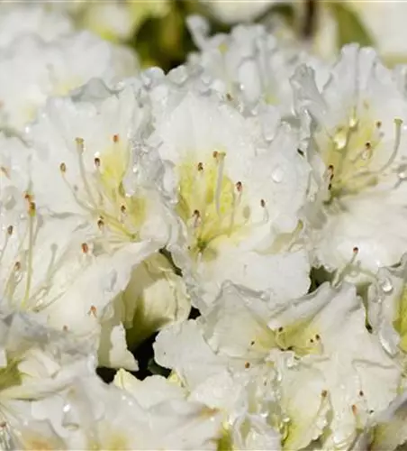 Rhododendron obtusum 'Maischnee'®