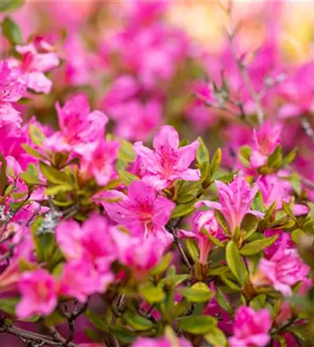Rhododendron obtusum 'Petticoat'®