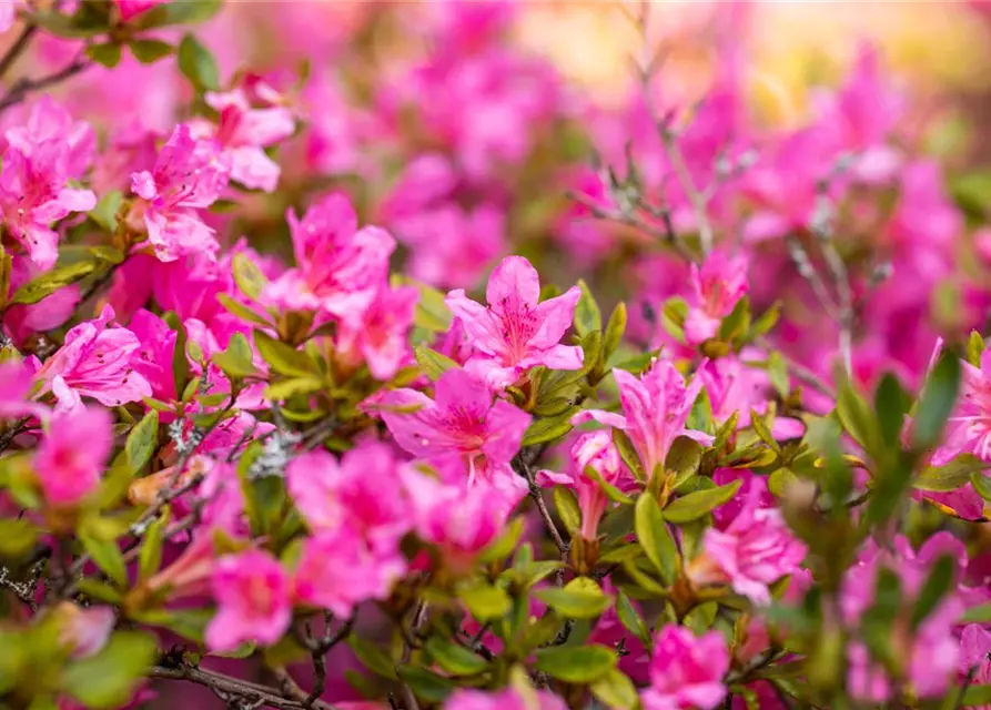 Rhododendron obtusum 'Petticoat'®