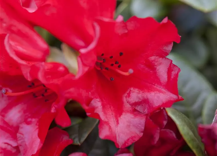 Zwergrhododendron 'Scarlet Wonder'