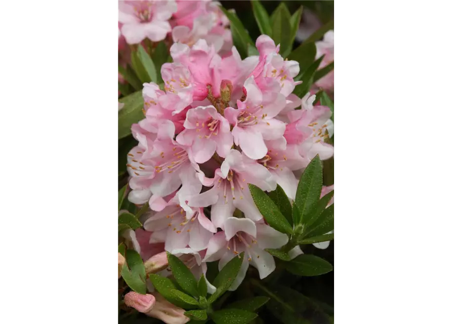 Rhododendron micranthum 'Bloombux'® pink