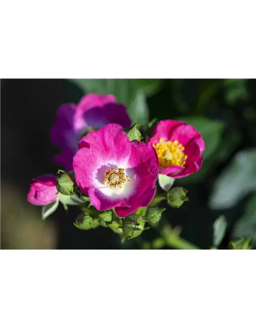 Rosa 'Rosy Boom® Mini'