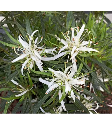 Rhododendron obtusum 'StarStyle'® weiß