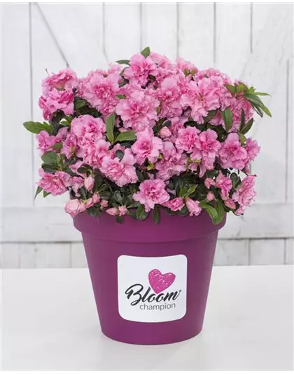 Dauerblühende Azalee 'BloomChampion Pink'