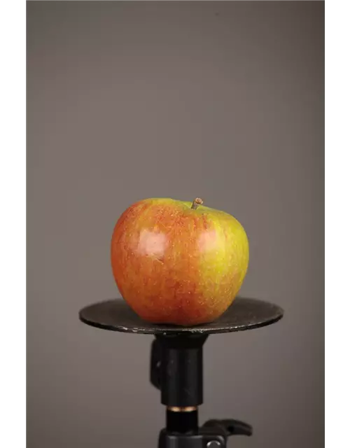 Apfel 'Cox Orangenrenette'