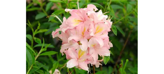 Rhododendron 'Juniduft'