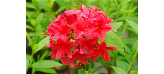 Rhododendron 'Karminduft'