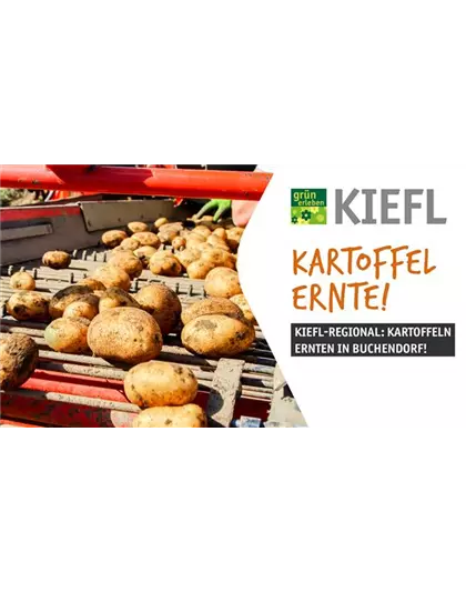 Kiefl-Regional: Kartoffelernte in Buchendorf