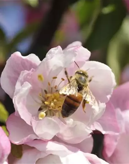 Bienenpflanzen im Frühling