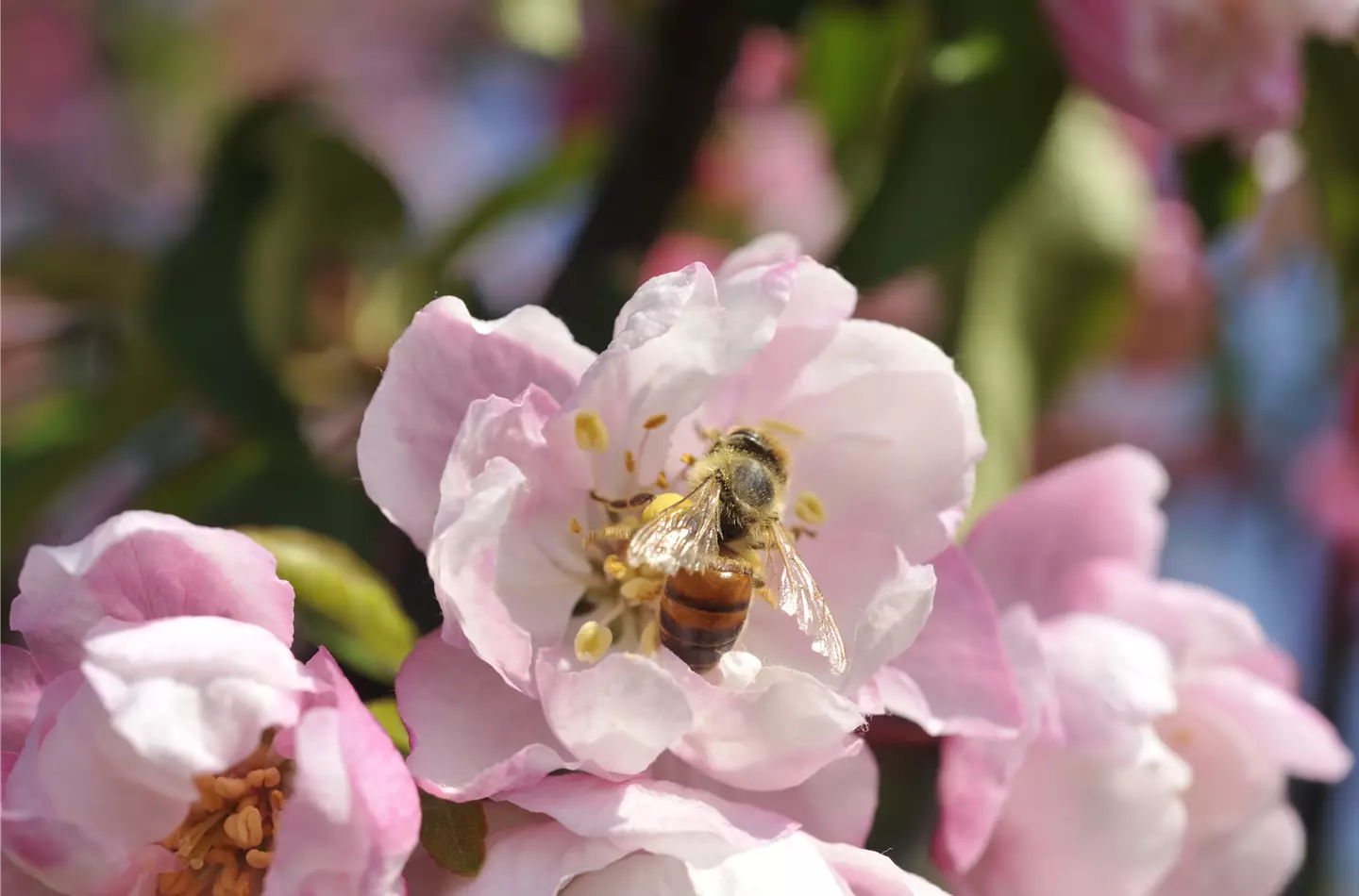 Bienenpflanzen im Frühling liefern wichtige Nahrung