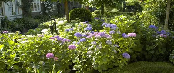 Hortensien für Garten und Balkon – ein tolles Blütenspiel