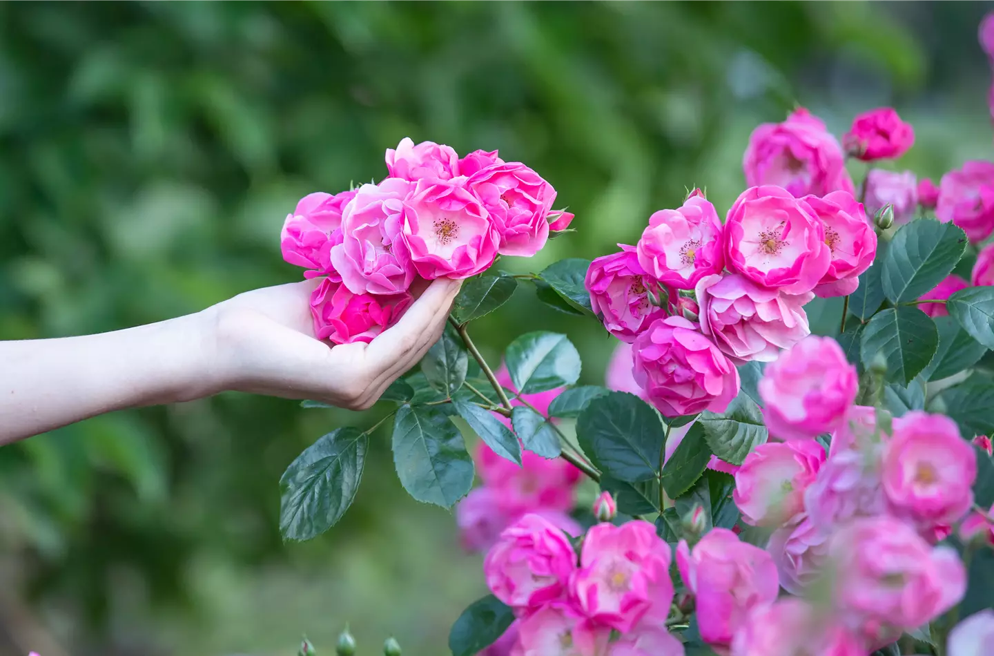 Die romantische Rose im Frühling