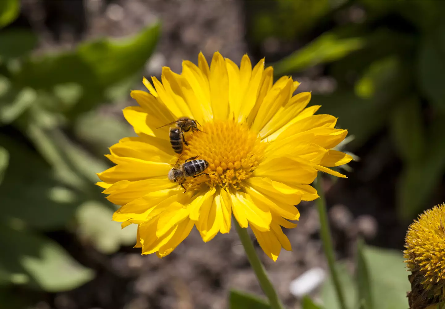 Bienenpflanzen auf dem Balkon liefern wichtige Nahrung