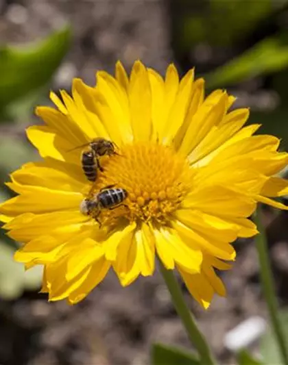 Bienenfreundliche Sommerblumen