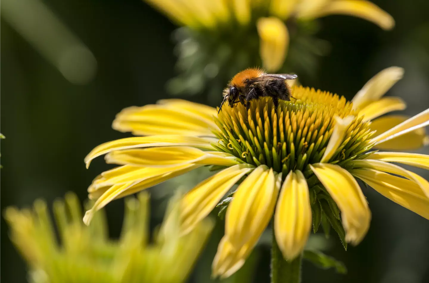 Bienenfreundliche Sommerblumen bieten leckere Snacks