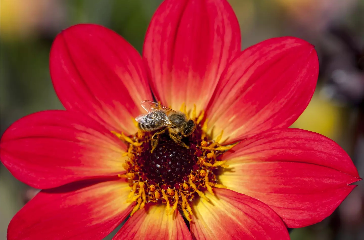 Bienenfreundliche Sommerblumen sind wichtig für Insekten