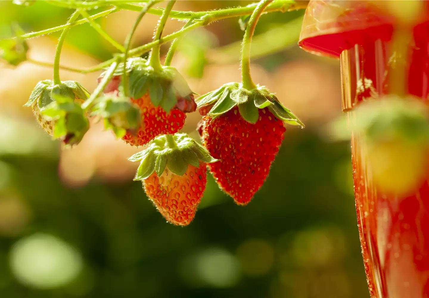 Erdbeeren gehören fest zur Beerenzeit