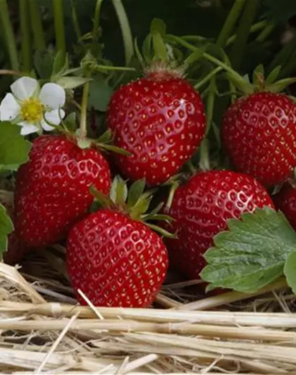 Erdbeeren für Leckermäulchen