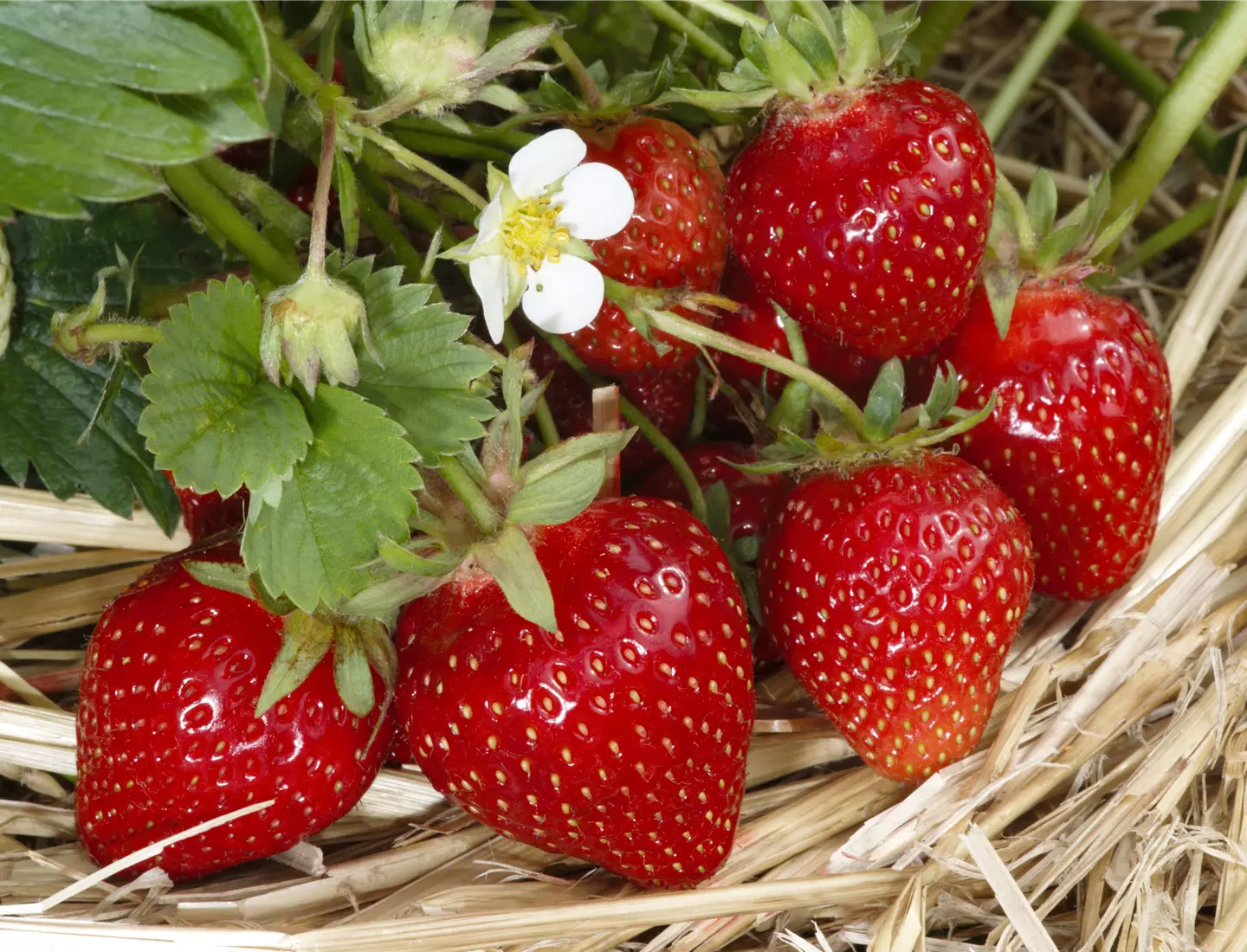 Erdbeeren sind aus dem eigenen Garten richtig lecker