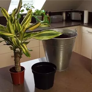 Drachenbaum - Einpflanzen in ein Gefäß