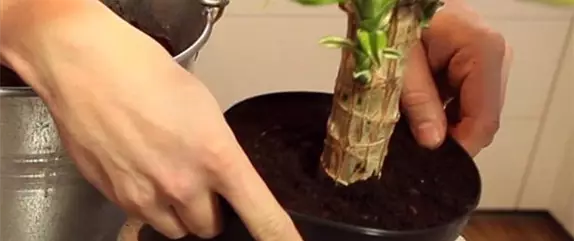 Drachenbaum - Einpflanzen in ein Gefäß