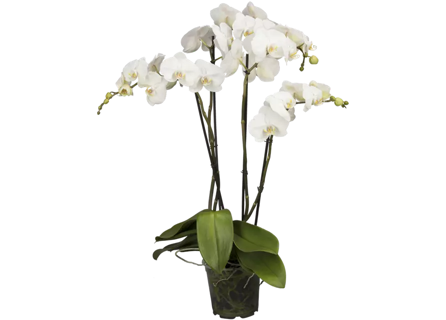 Weiße Orchidee 3-rispig