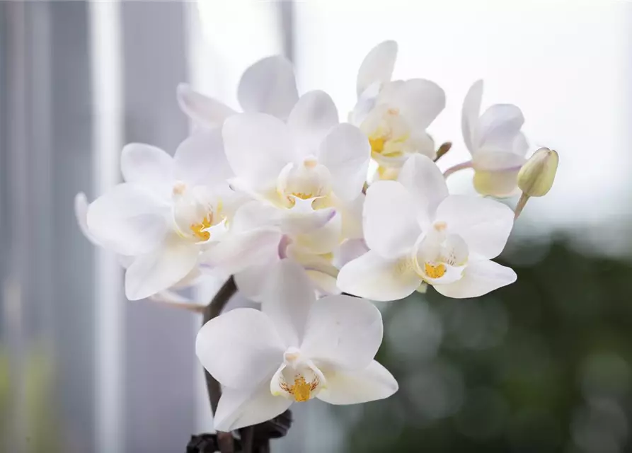 Weiße Orchidee 3-rispig