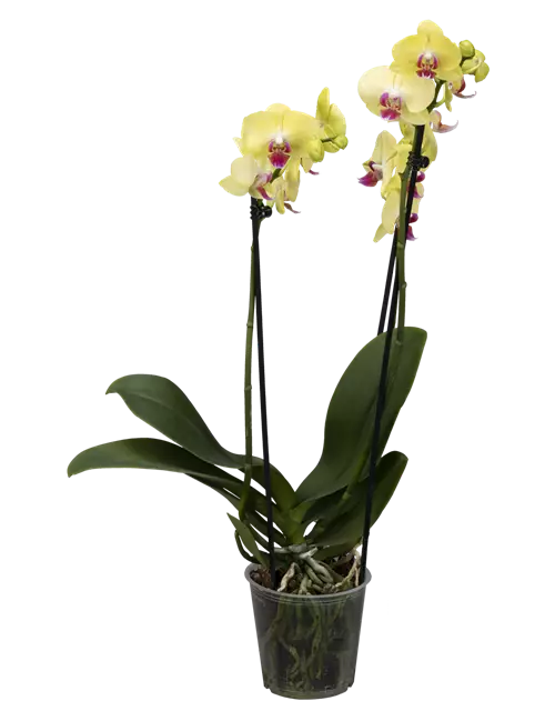 Orchidee, gelb, 2-rispig