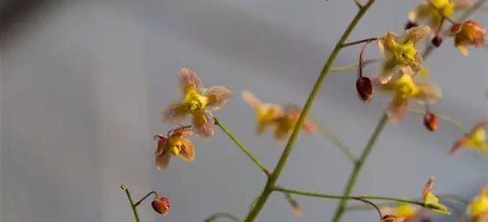 Schwarzmeer-Elfenblume