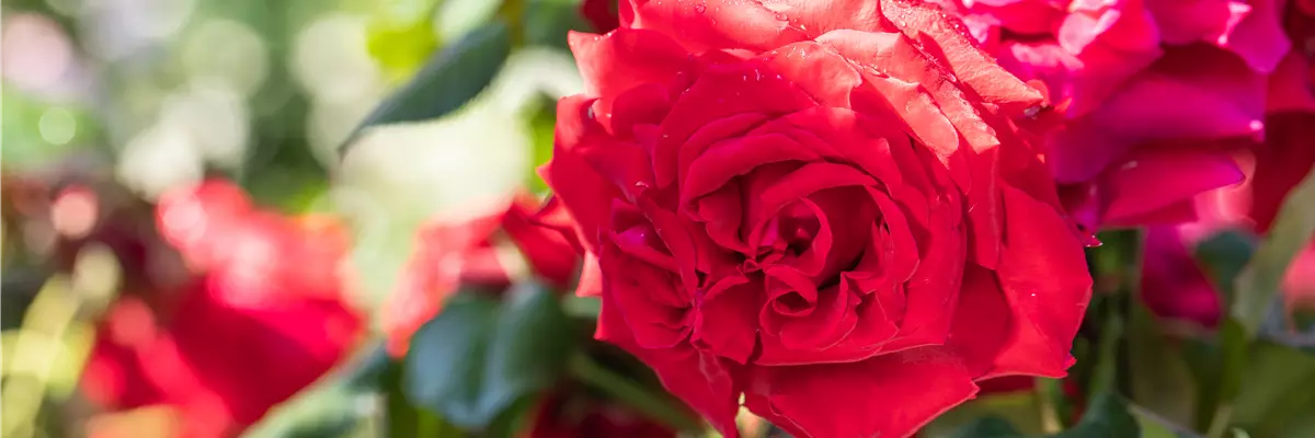 Die romantische Rose im Frühling