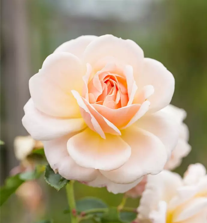 Rosen kaufen in unserem Onlineshop