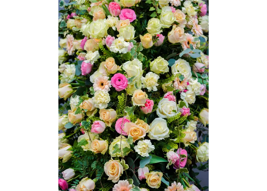 Sargdecke 'Adelaide', Kiefl Floristik