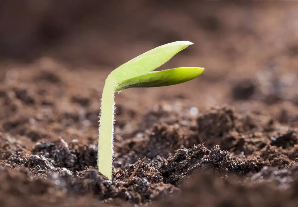 Der Weg vom Samen zur Pflanze