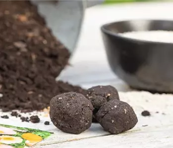 Samenbomben – blühende Überraschungen im Garten
