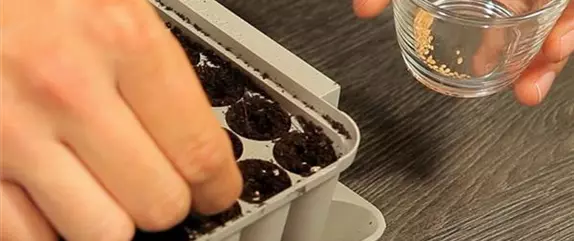 Tomaten - Aussäen von Samen