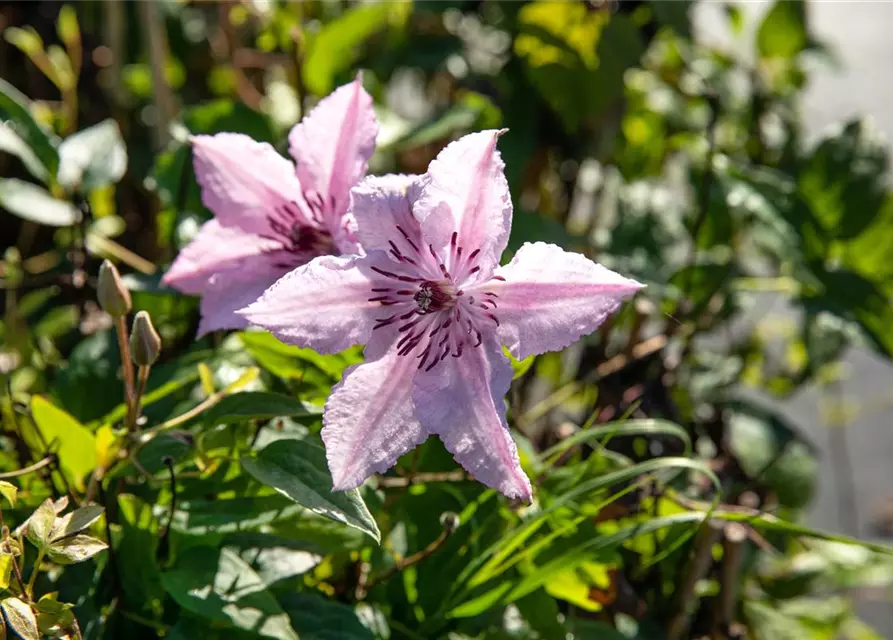 Clematis hybrida 'John Paul II', Waldrebe 'John Paul II'