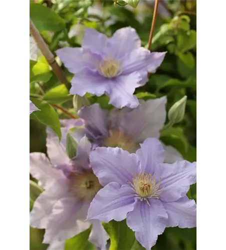 Clematis viticella 'Prince Charles'