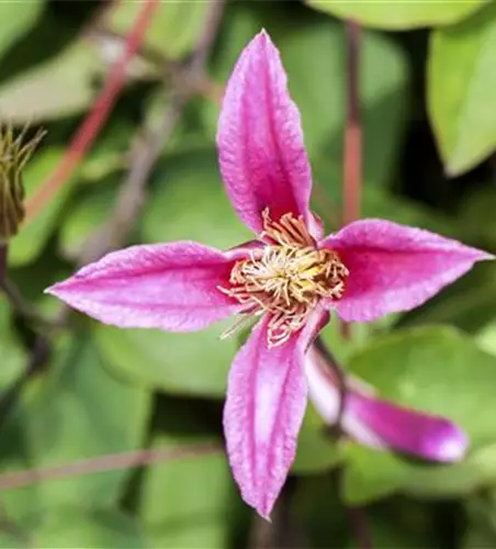 Clematis texensis 'Duchess of Albany'