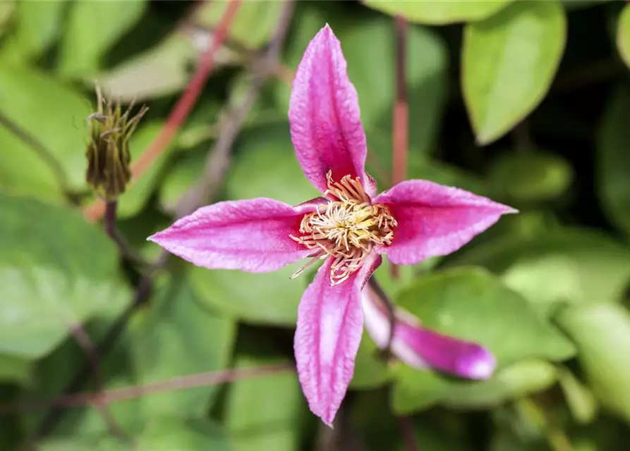 Clematis texensis 'Duchess of Albany'
